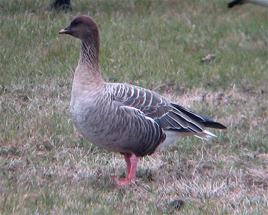 Pink-footed Goose - ML195781371