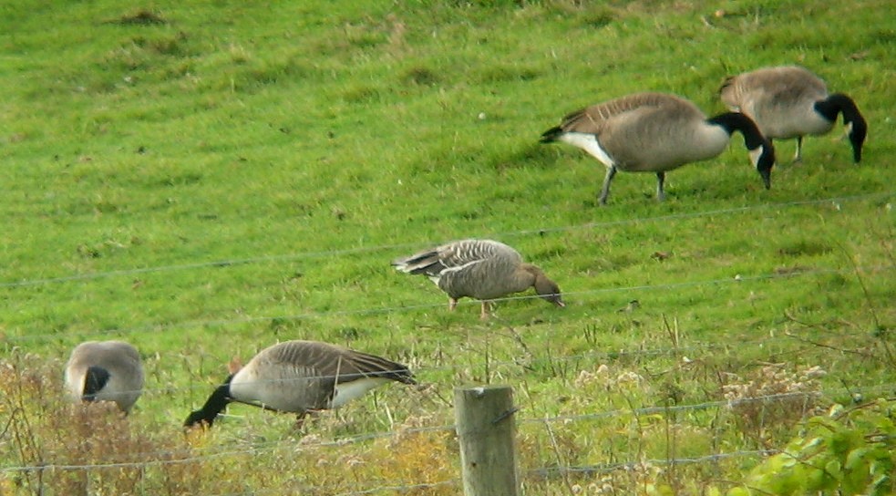 Pink-footed Goose - ML195786261