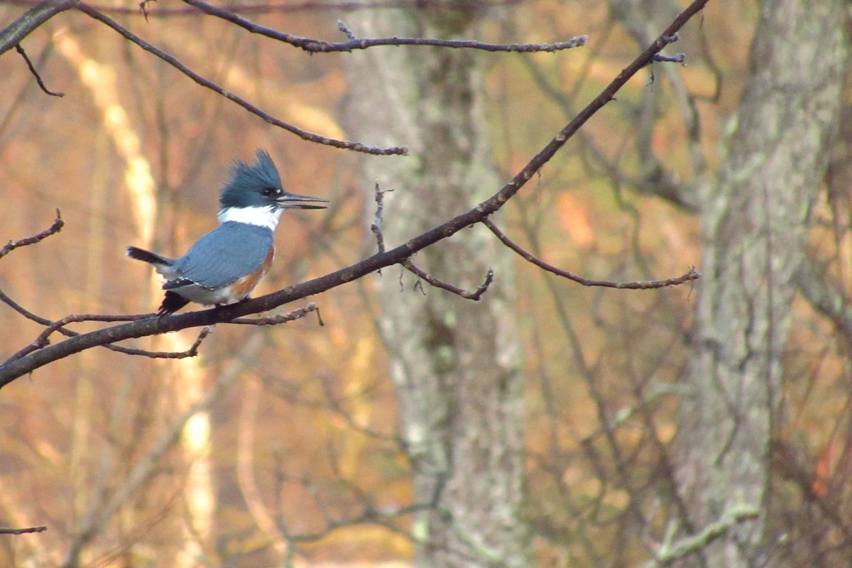 Belted Kingfisher - ML195786811