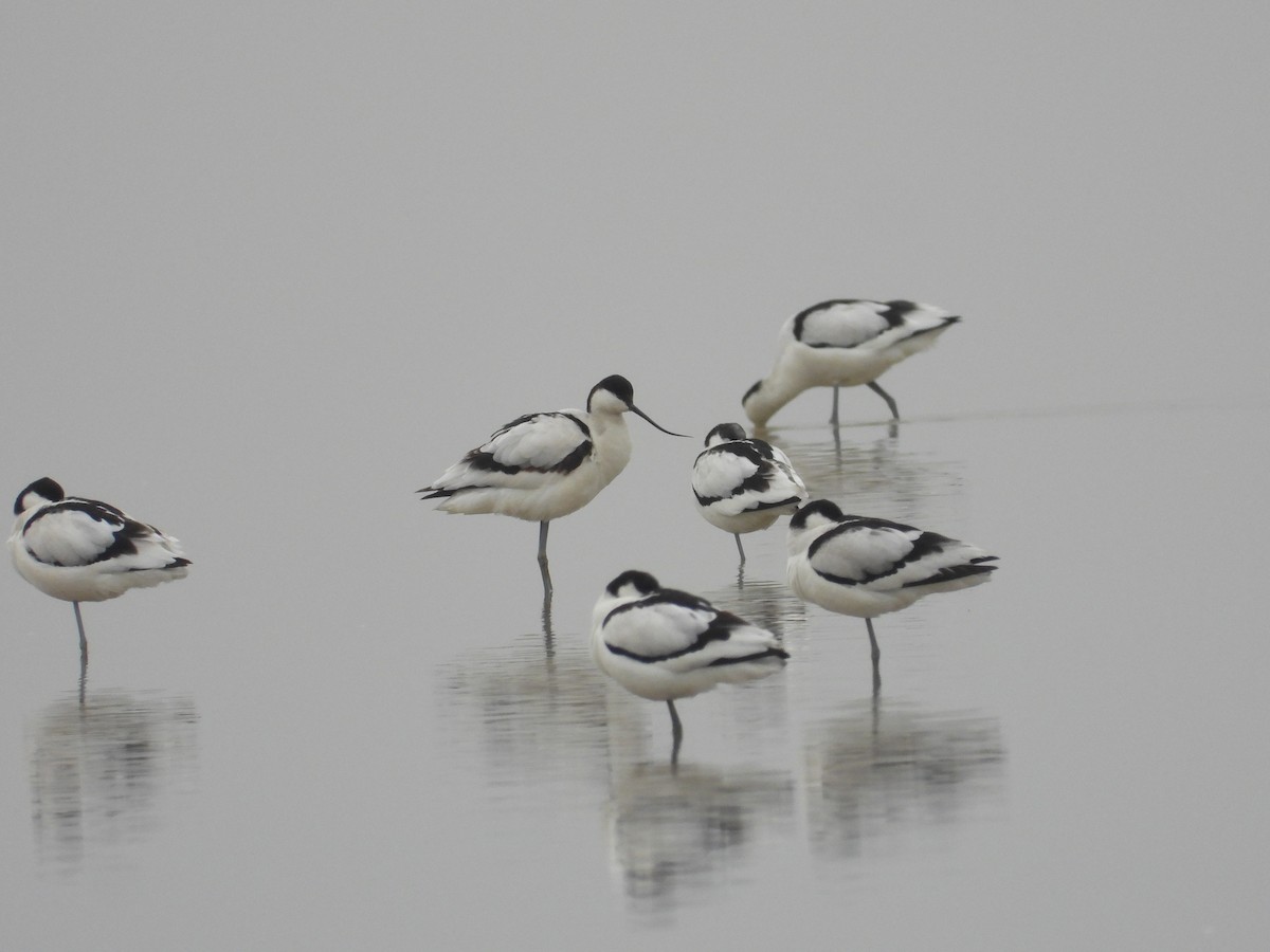 Pied Avocet - Mike Chen