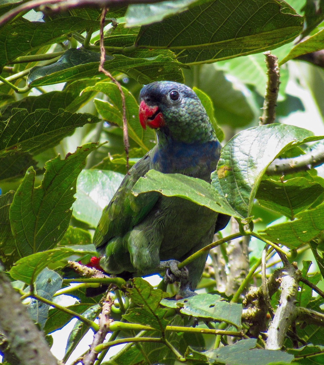 Red-billed Parrot - michael  molina cruz