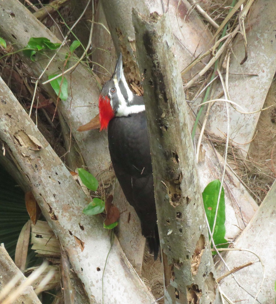Pileated Woodpecker - ML195792541