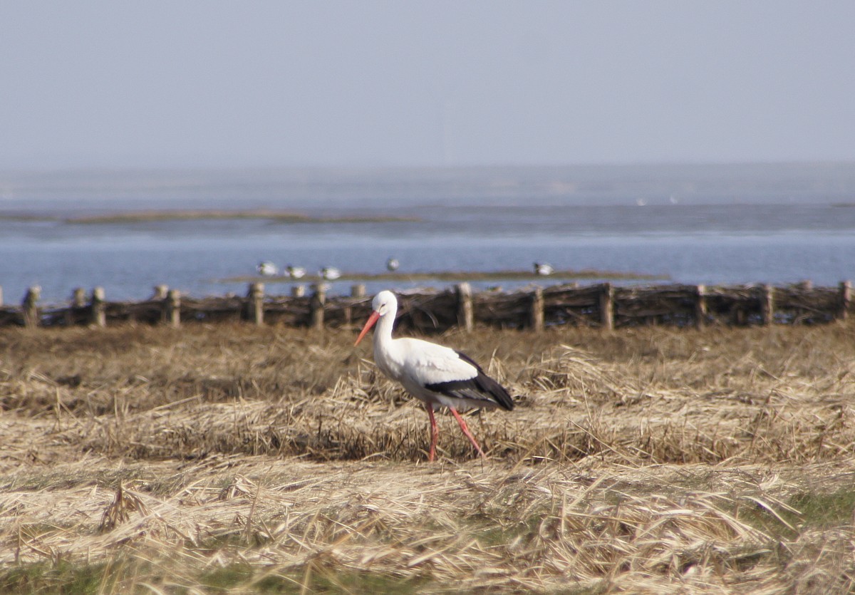 White Stork - Martin Rheinheimer