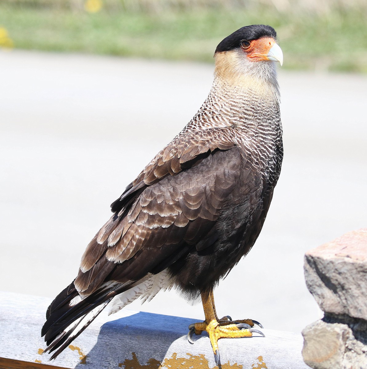 Crested Caracara (Southern) - ML195794301