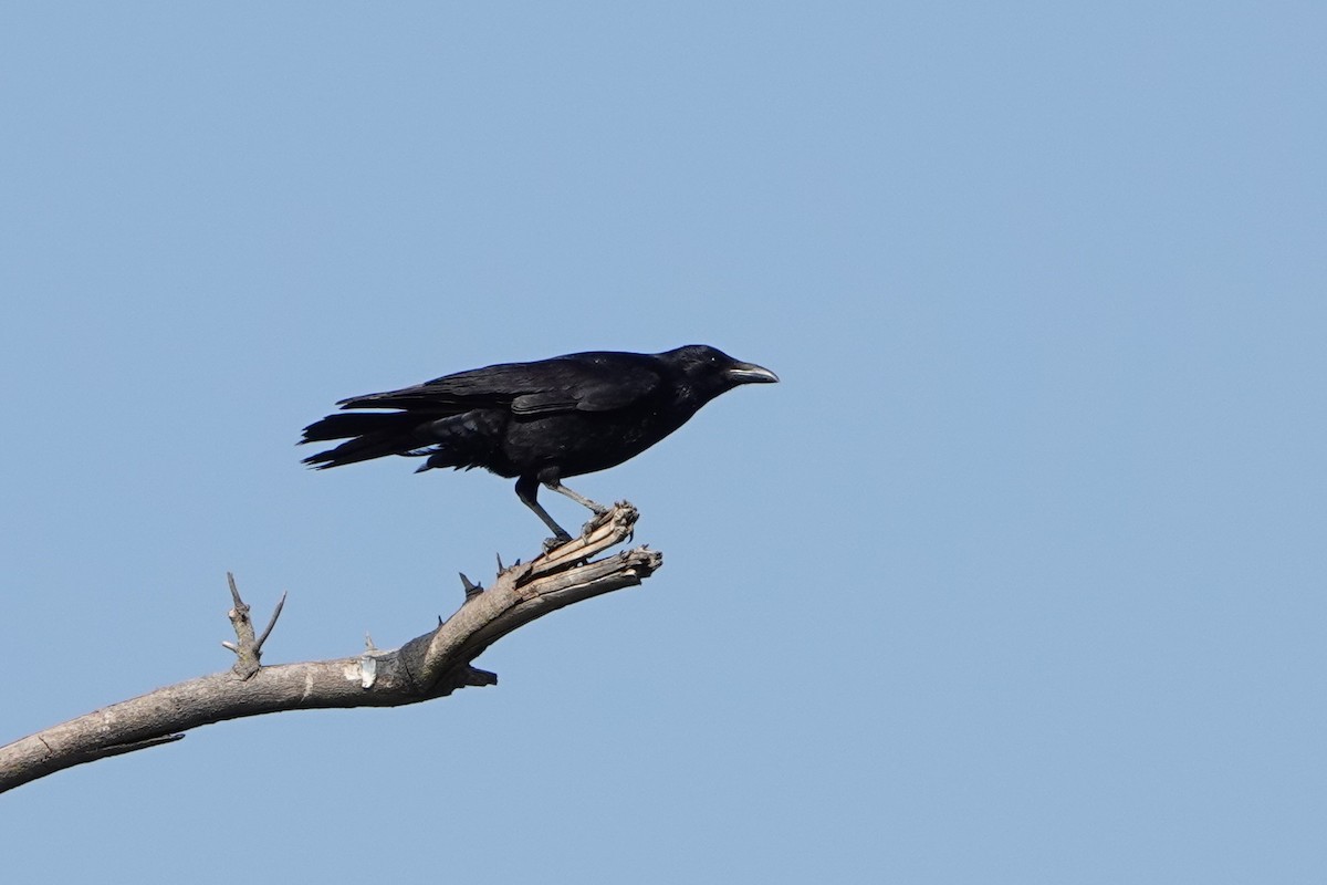 Carrion Crow - ST Chien