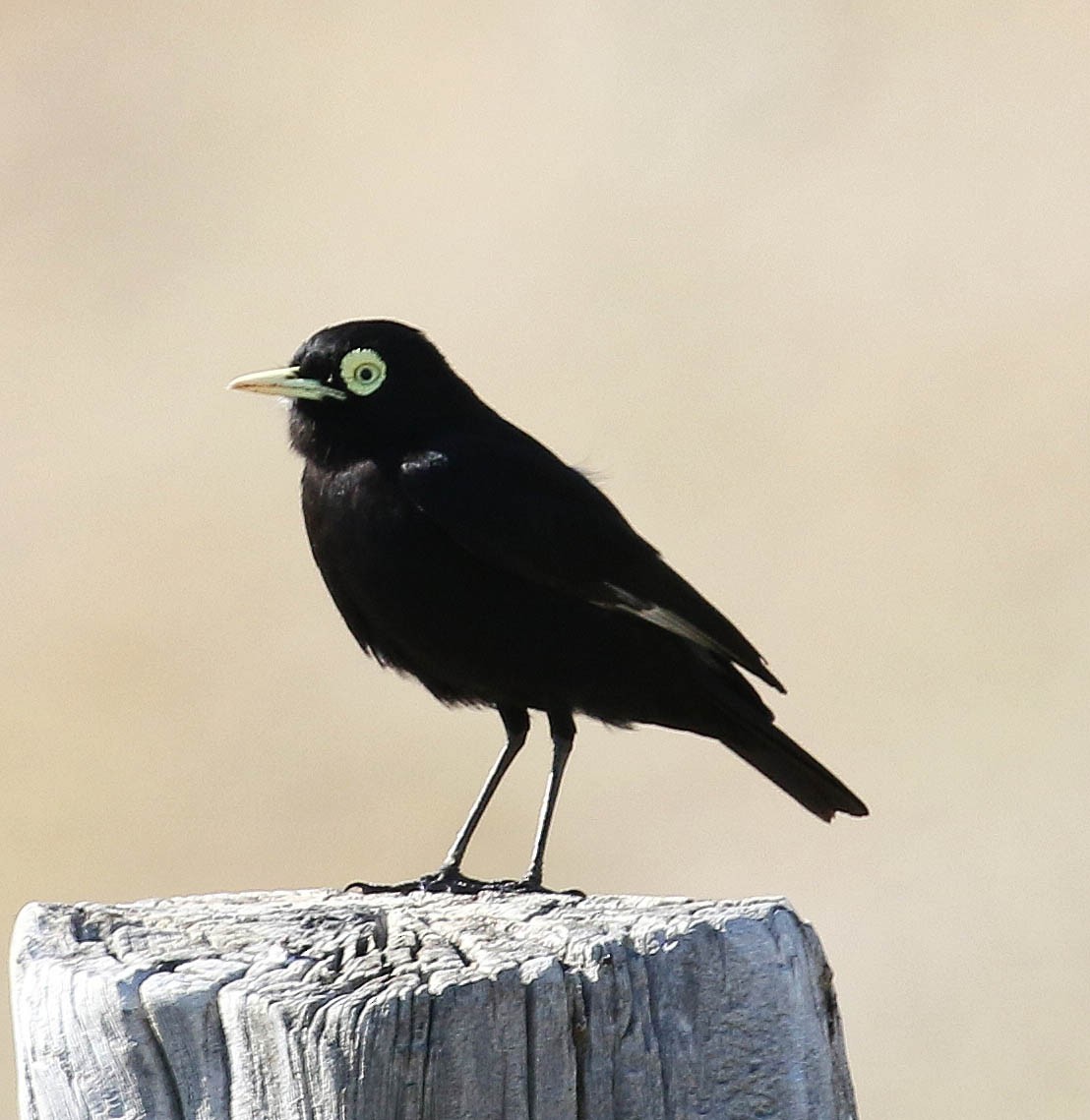 Spectacled Tyrant - ML195798681