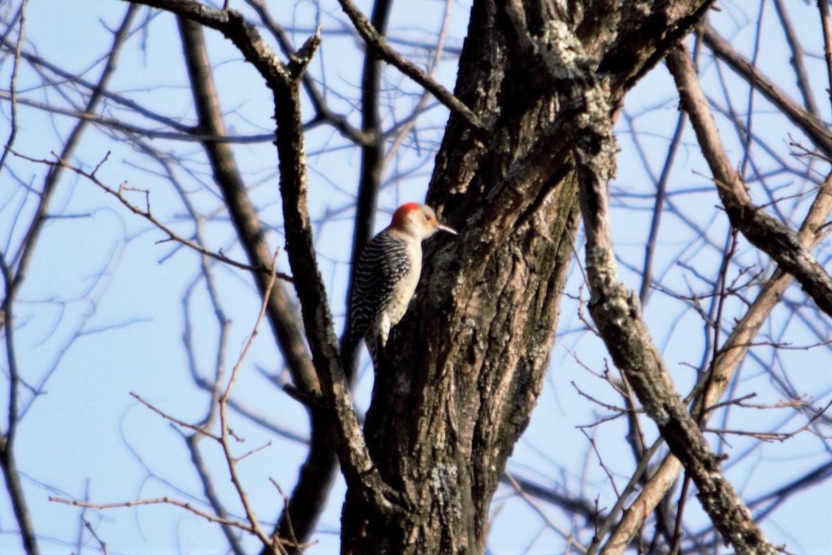 Red-bellied Woodpecker - ML195799261