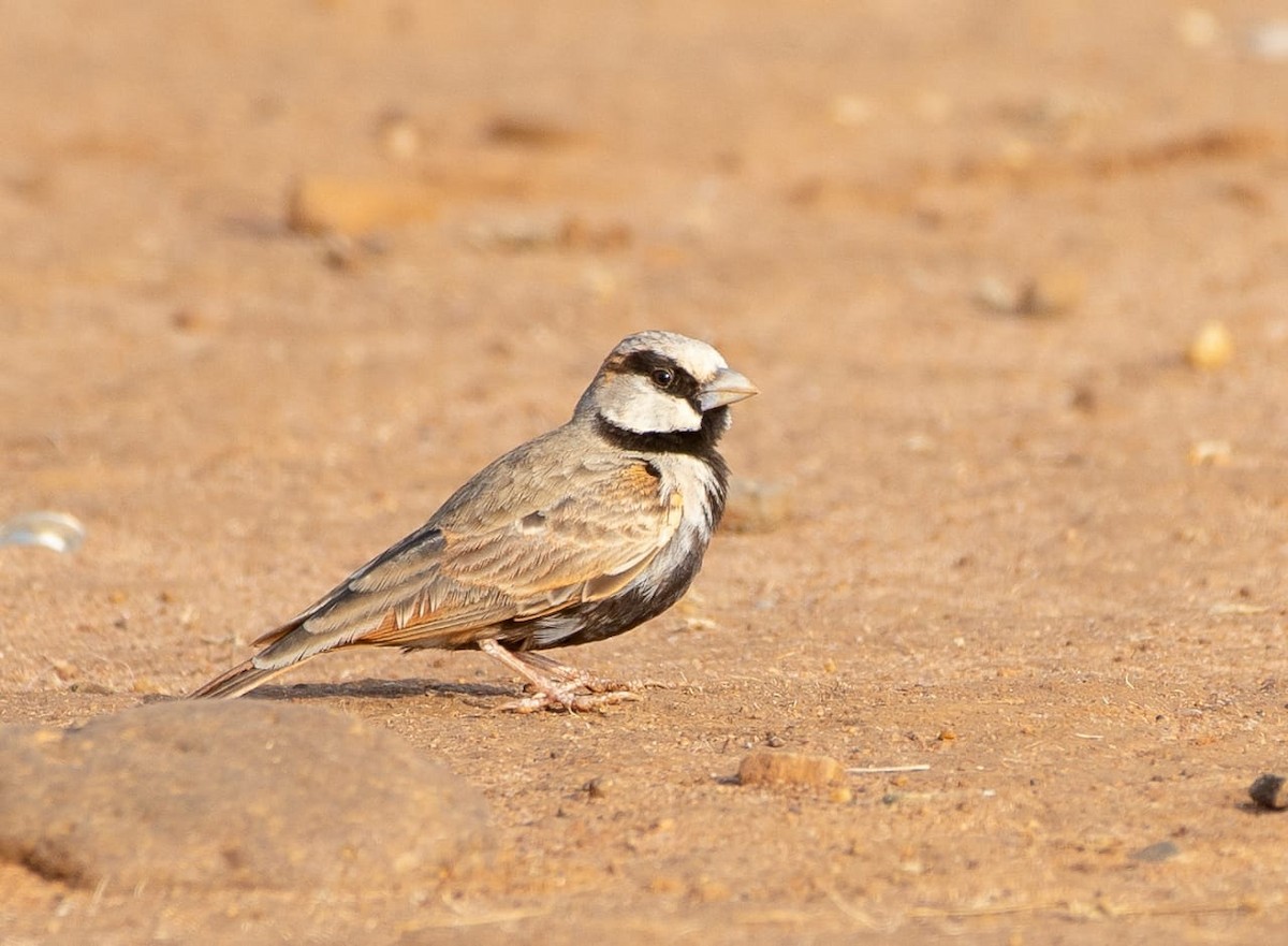 Ashy-crowned Sparrow-Lark - ML195802071