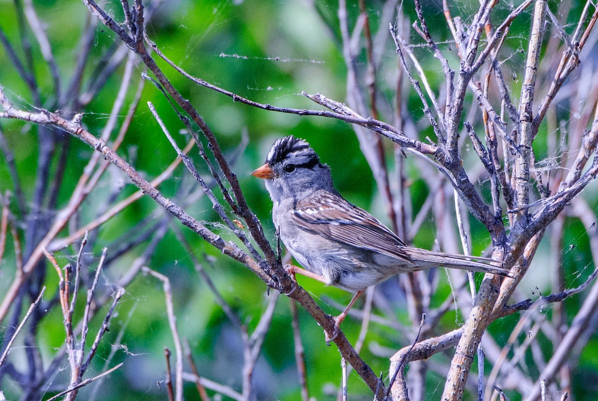 White-crowned Sparrow - ML195807171