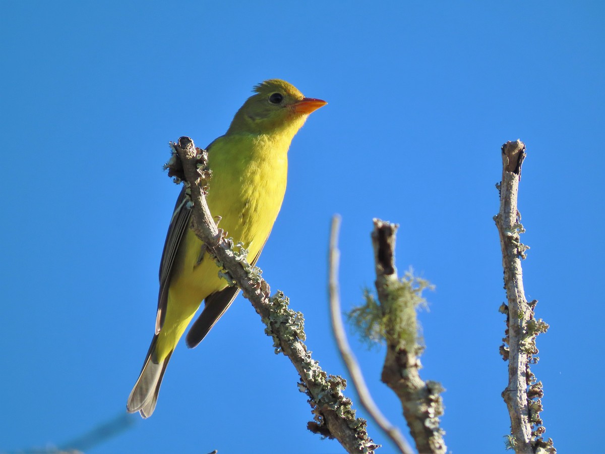Western Tanager - Alfonso Auerbach