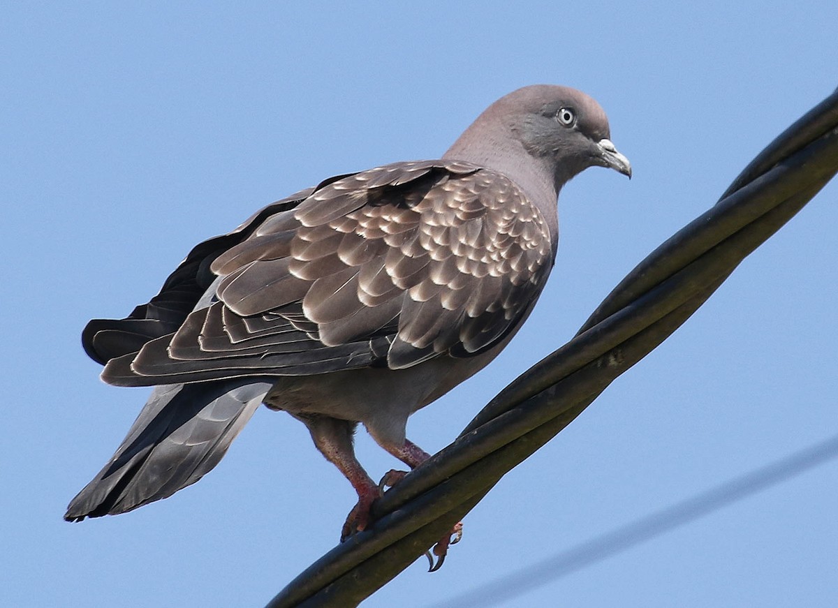 Spot-winged Pigeon - Joelle Buffa Clyde Morris