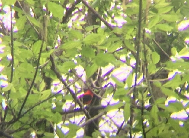 Scarlet Tanager - ML195814181