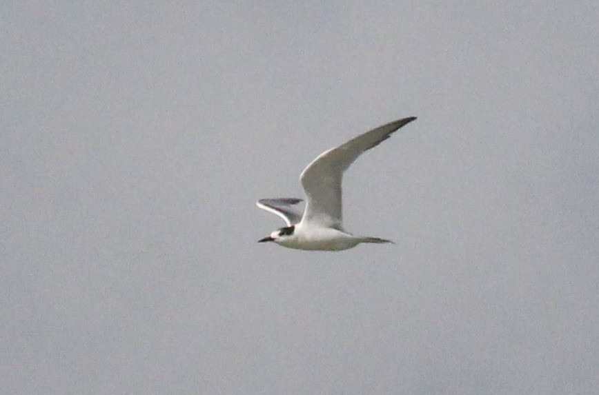 Common Tern - ML195815131