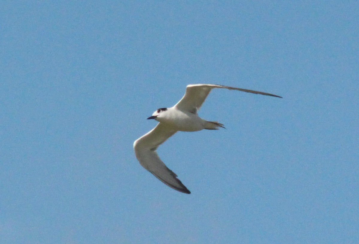 Common Tern - ML195815181