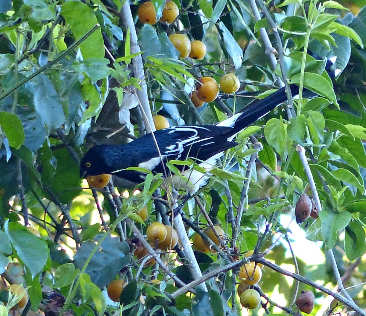 Magpie Tanager - ML195816041