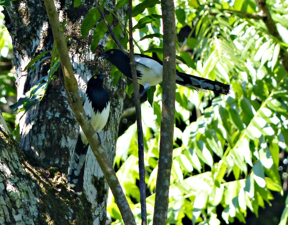 Magpie Tanager - ML195820011