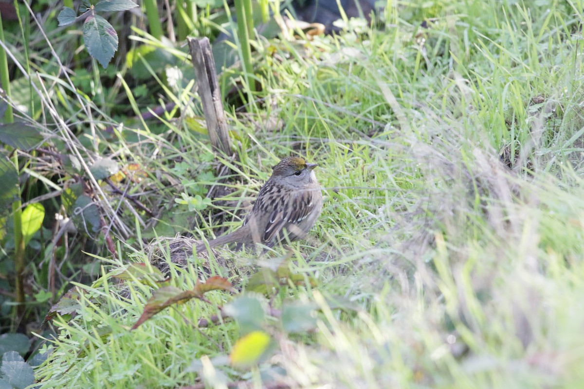 Golden-crowned Sparrow - Rick Fournier
