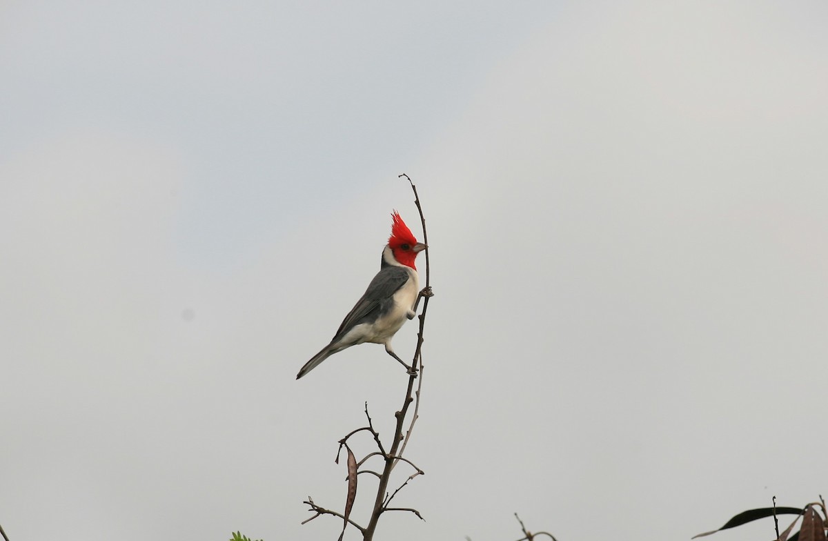 Red-crested Cardinal - ML195823651