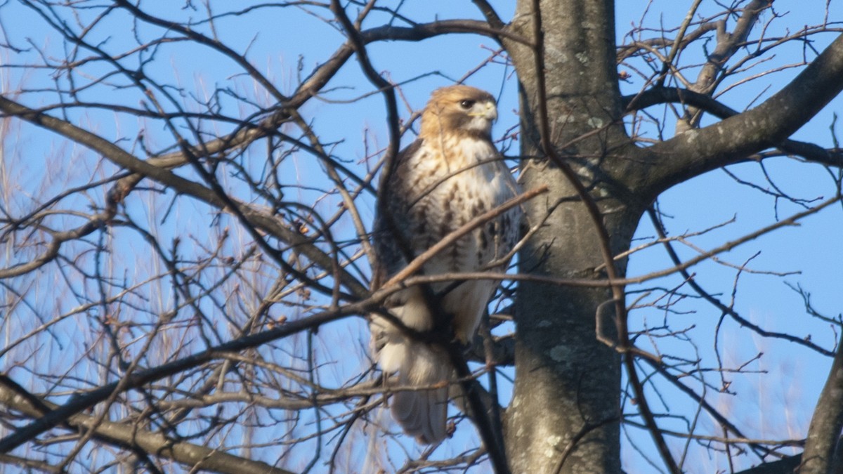Red-tailed Hawk - ML195828291
