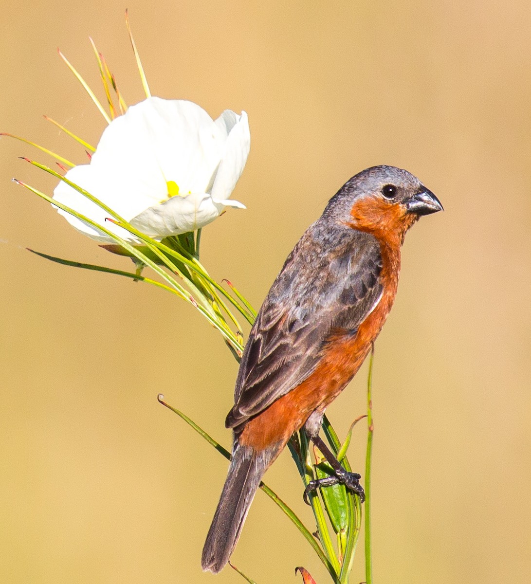 Tawny-bellied Seedeater - ML195828591