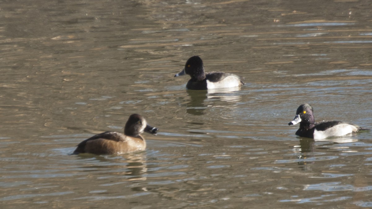 Ring-necked Duck - ML195828761