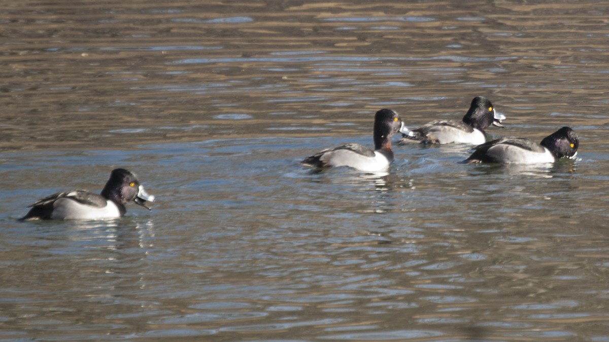 Ring-necked Duck - ML195828801