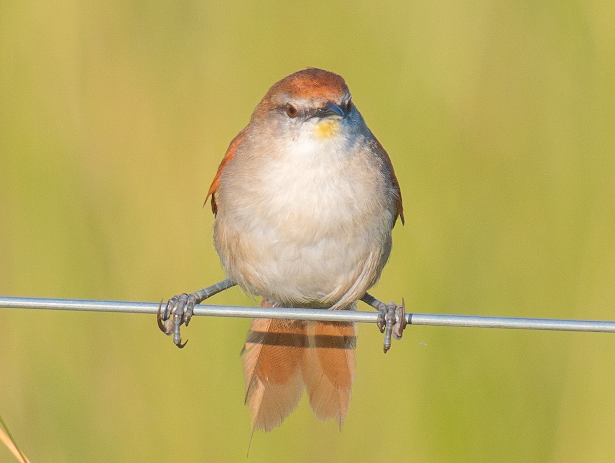 Yellow-chinned Spinetail - Luciano Acquaviva
