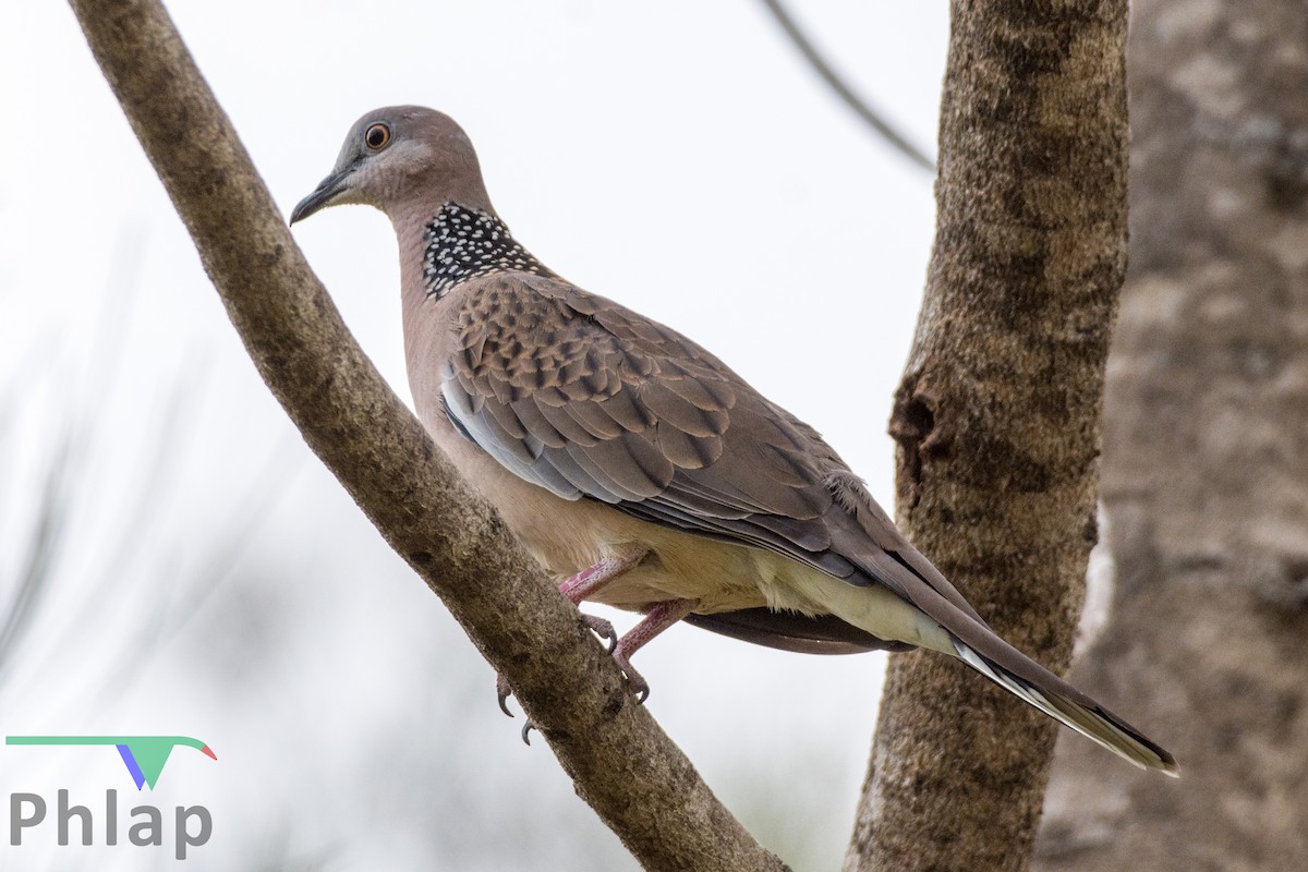 Spotted Dove - ML195833831