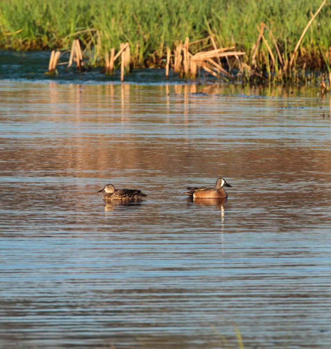 Blue-winged Teal - ML195834531