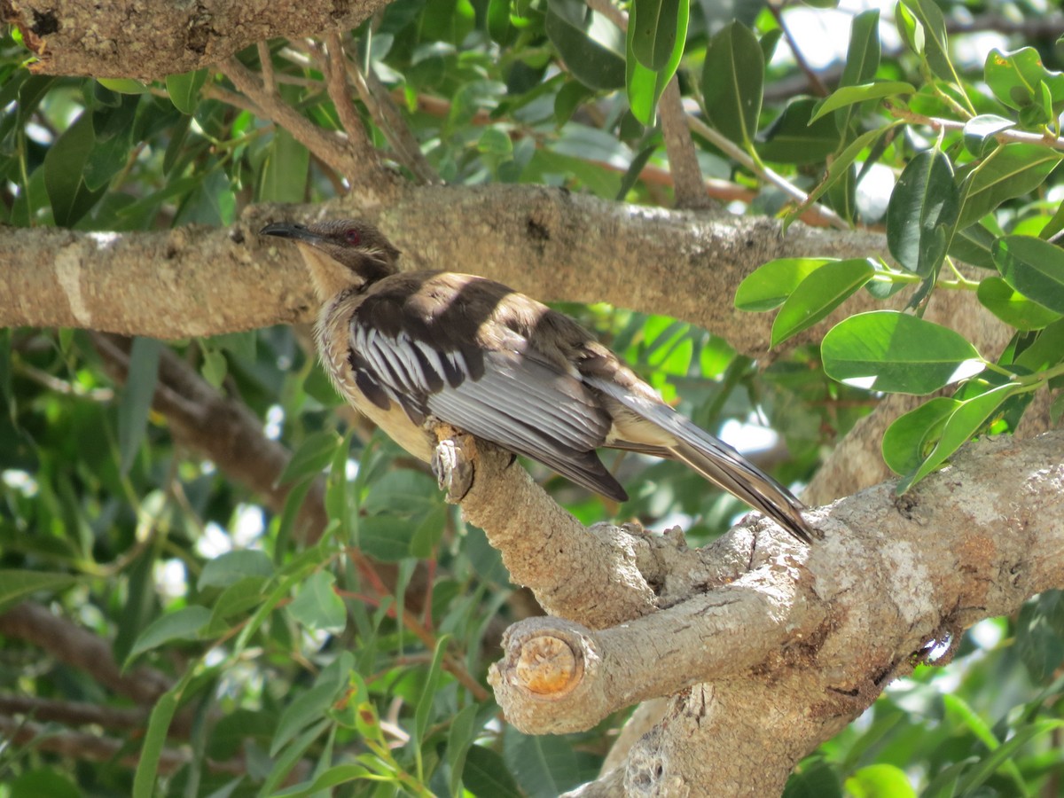 New Caledonian Friarbird - ML195838321