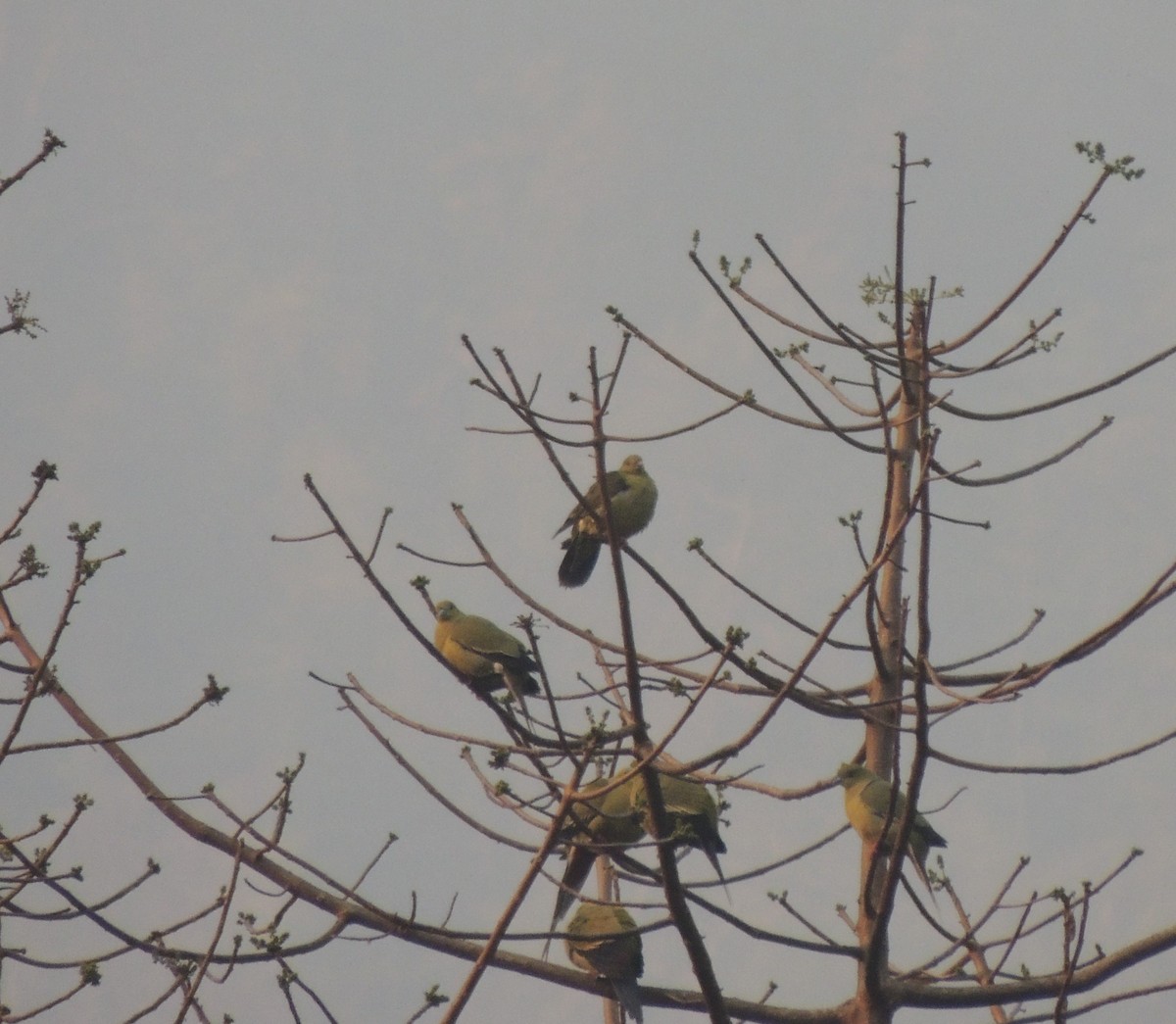Wedge-tailed Green-Pigeon - ML195839351