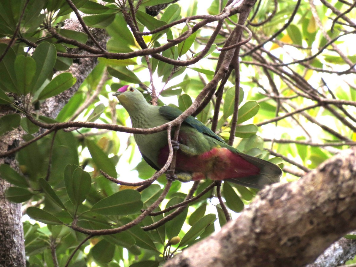 Red-bellied Fruit-Dove - ML195839481