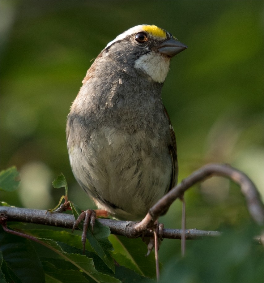 White-throated Sparrow - Laurent Silvani