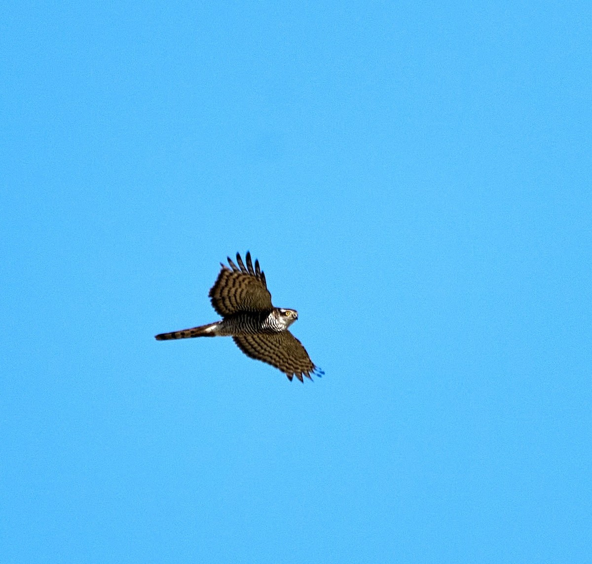 Eurasian Sparrowhawk - ML195846371