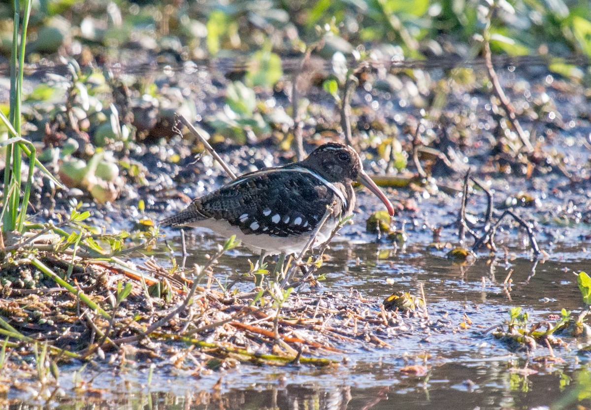 South American Painted-Snipe - ML195848091