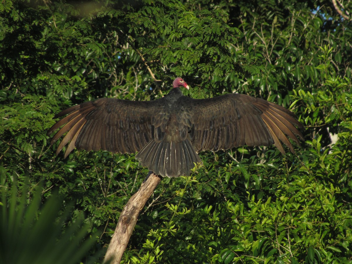 Turkey Vulture - ML195849221