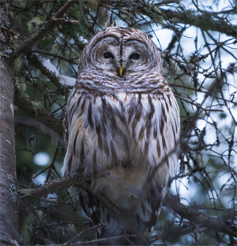 Barred Owl - ML195851091
