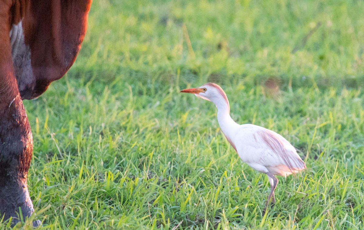 Western Cattle Egret - Luciano Acquaviva