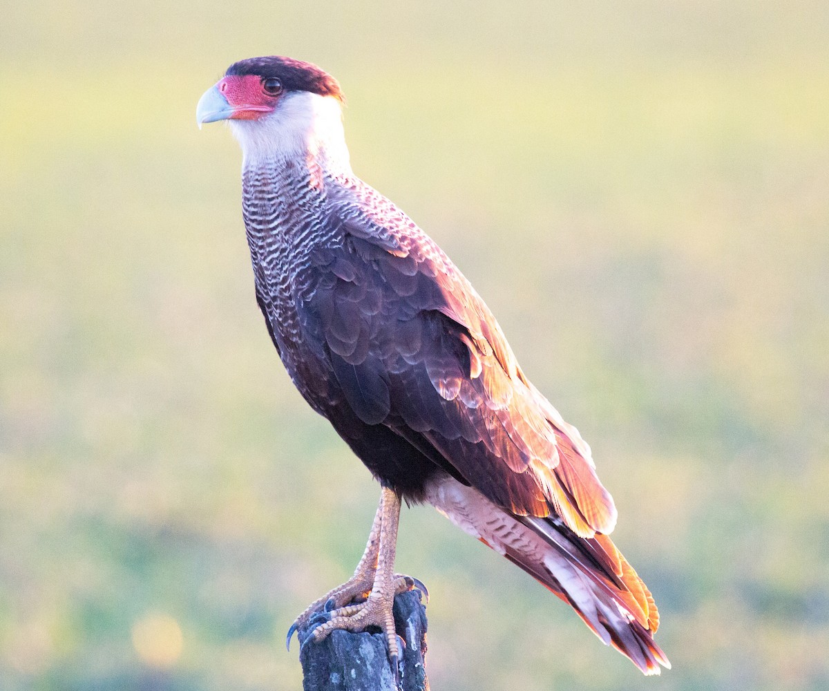 Crested Caracara (Southern) - ML195851601