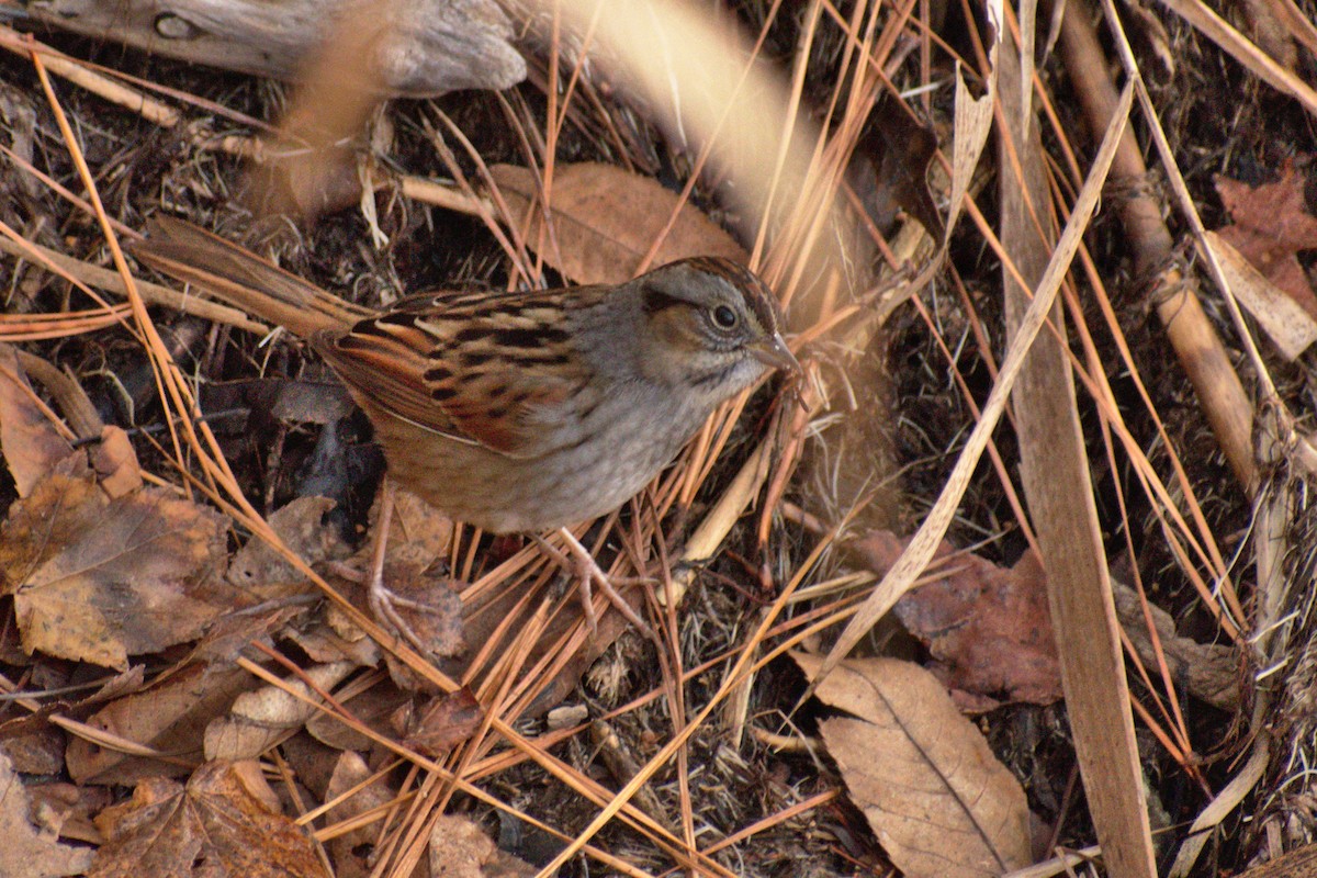 Swamp Sparrow - Vander Stoetz