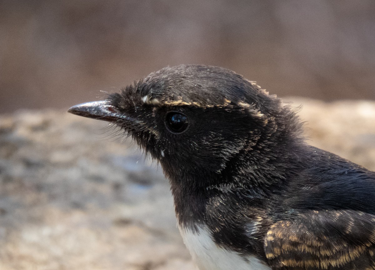 Willie-wagtail - ML195854371