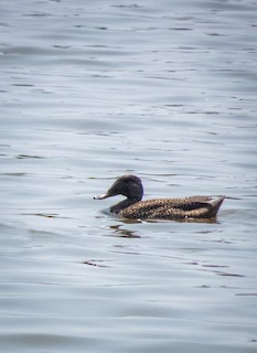 Freckled Duck, ML195854771