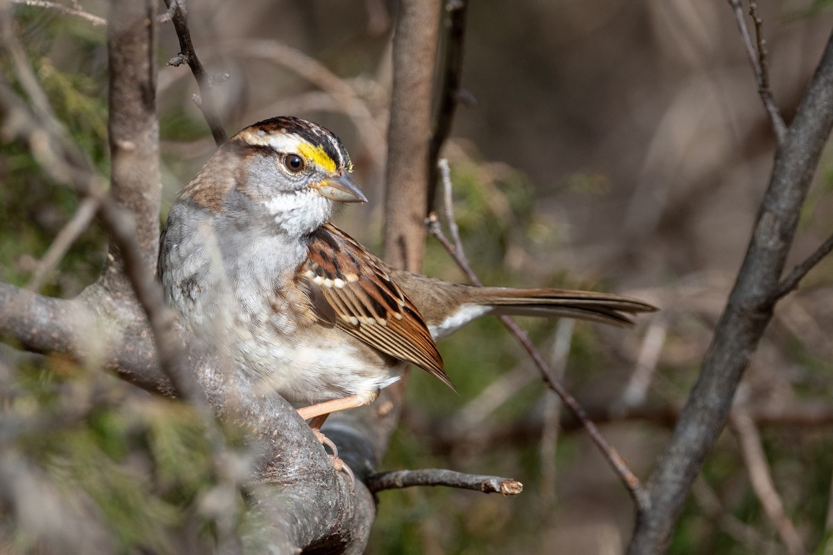 White-throated Sparrow - ML195855881