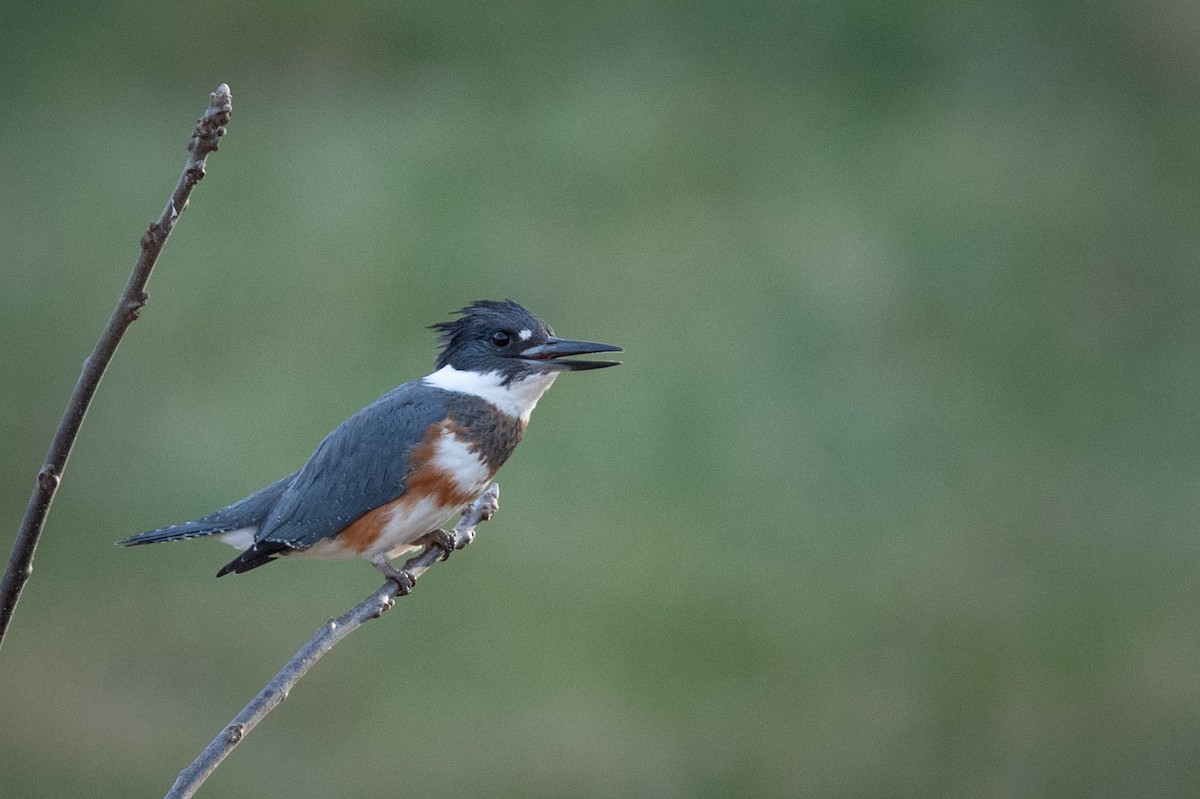 Belted Kingfisher - ML195856111