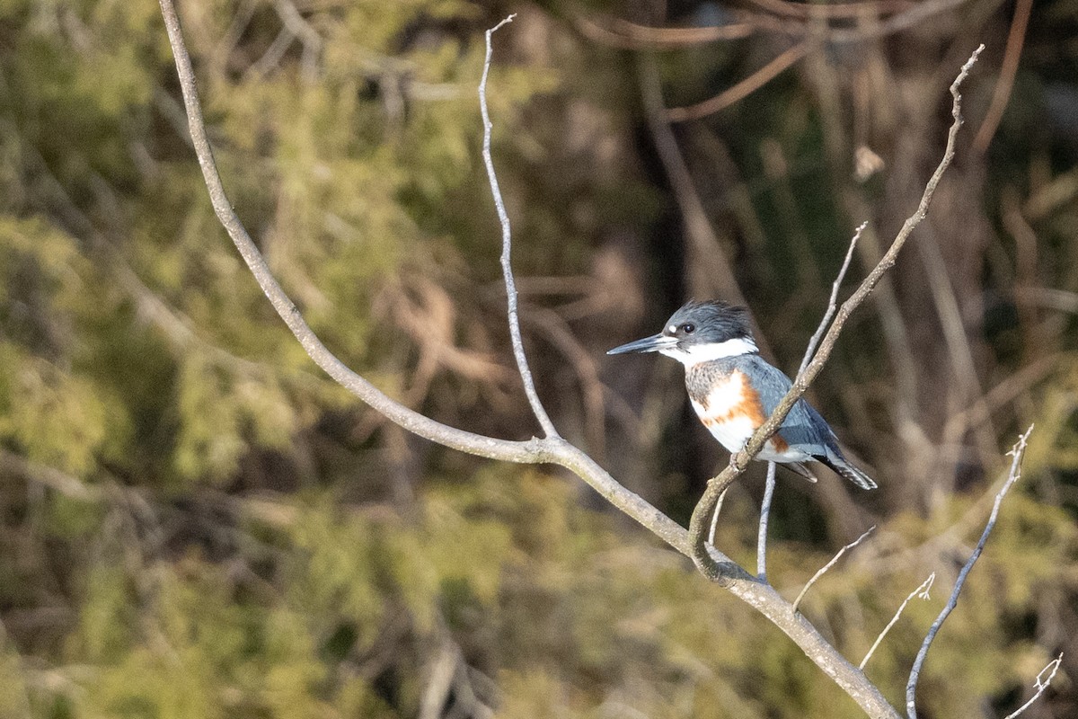Belted Kingfisher - ML195856121