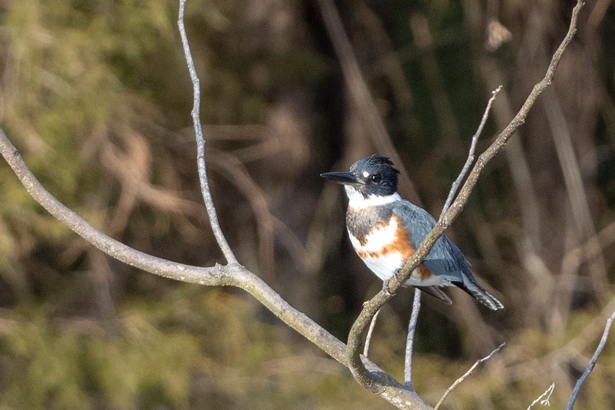 Belted Kingfisher - ML195856131