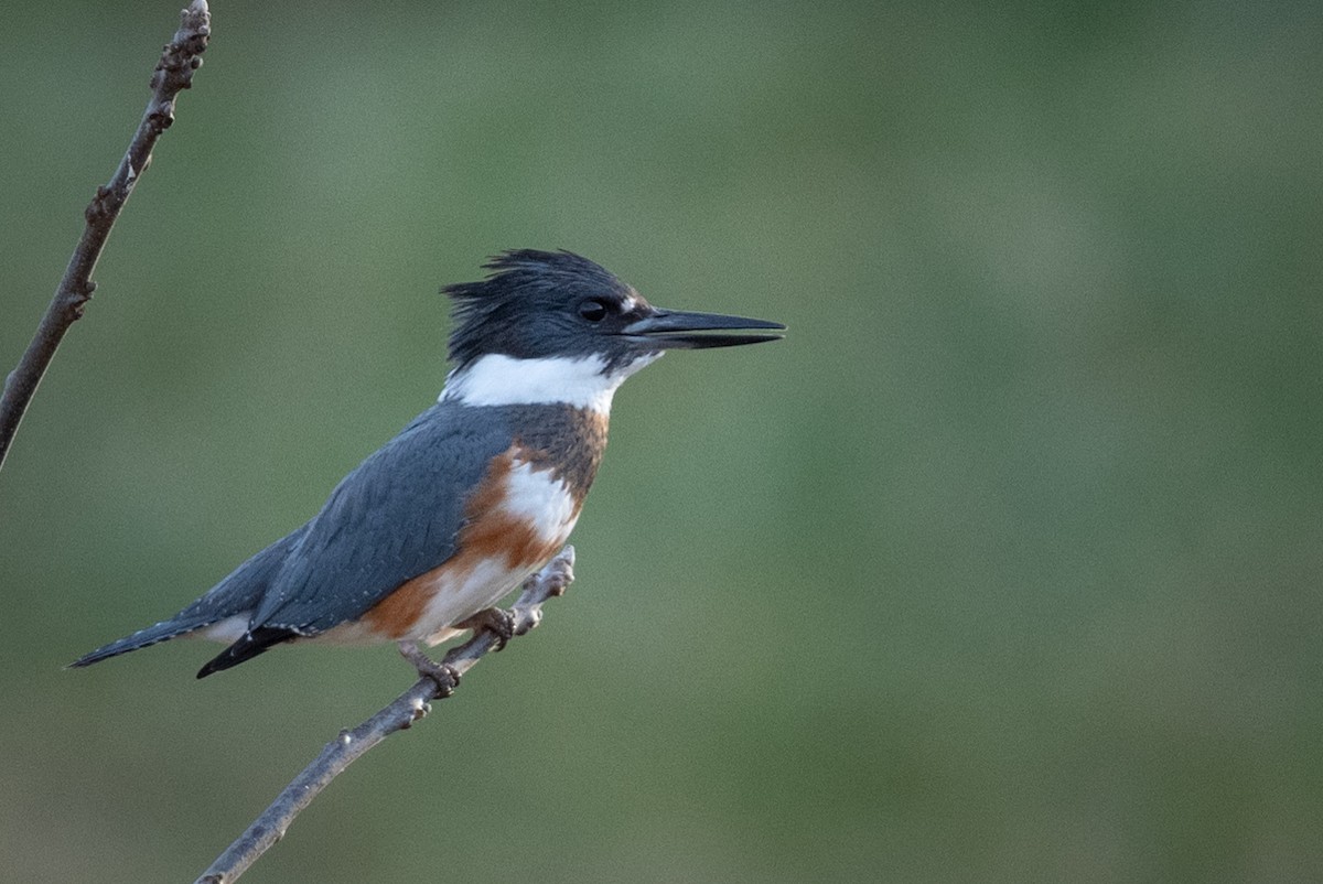 Belted Kingfisher - ML195856161