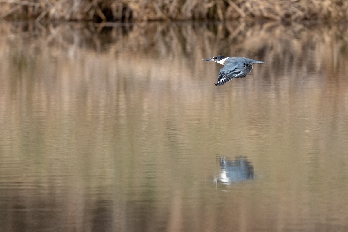 Belted Kingfisher - ML195856171