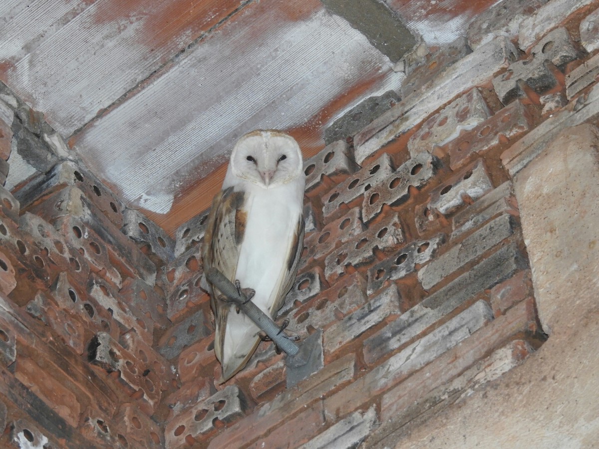 Barn Owl (American) - ML195866971