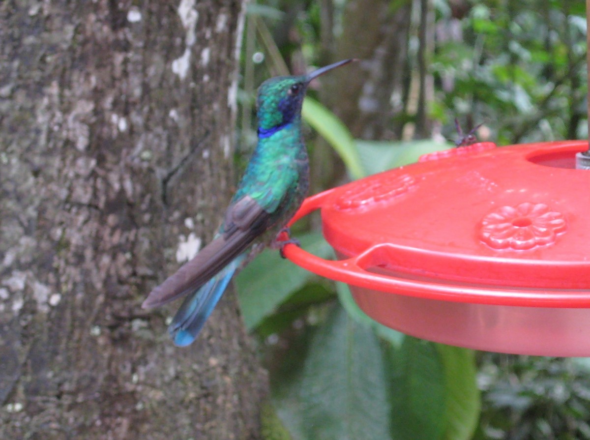 kolibřík modrolící - ML195869551
